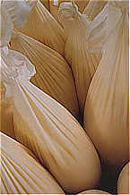 Bags of moromi from which sake is being drip-pressed (Photo by Kenji Nachi) Bags of moromi from which sake is being drip-pressed (Photo by Kenji Nachi)