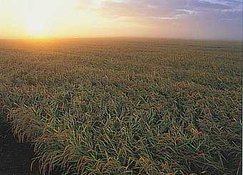 Rice Paddy and Rising Sun Rice Paddy and Rising Sun